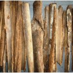 Kayu Raru, Tumbuhan Herbal Obat Diabetes dan Campuran Tuak